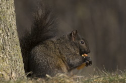 Sciurus, carolinensis, Eastern, Gray, Squirrel, Canada