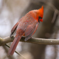 Kardyna, szkaratny, Cardinalis, cardinalis, Kanada, ptaki