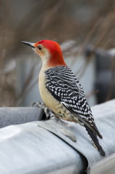 Melanerpes, carolinus, Red-bellied, Woodpecker, Canada