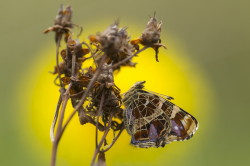 Araschnia, levana, Map, butterfly, lepidoptera