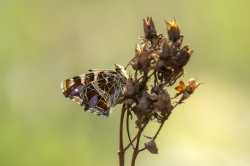 Araschnia, levana, Map, butterfly, lepidoptera