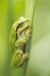 Hyla, arborea, European, Tree, Frog