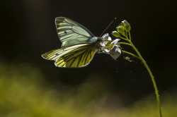 Pieris, napi, Green-veined, White, butterfly, lepidoptera