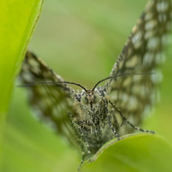 Chiasmia, clathrata, Latticed, Heath, butterfly, moth, lepidoptera