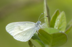 Leptidea, sinapis, Wood, White, butterfly, lepidoptera