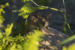 Szczur, wdrowny, Rottus, norvegicus, ssaki