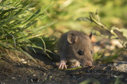 Rottus, norvegicus, Brown, Common, Rat