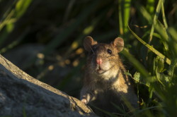 Rottus, norvegicus, Brown, Common, Rat