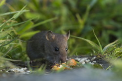 Rottus, norvegicus, Brown, Common, Rat