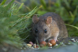 Szczur, wdrowny, Rottus, norvegicus, ssaki