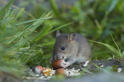 Rottus, norvegicus, Brown, Common, Rat