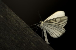 Siona, lineata, Black-veined, Moth, butterfly, moth, lepidoptera