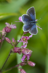 Cupido, argiades, Short-tailed, Blue, butterfly, lepidoptera