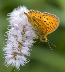 Brenthis, Lesser, Marbled, Fritillary, butterfly, ino, dictynna, Papilio, parthenie, lepidoptera