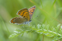 Lycaena, helle, Violet, Copper, butterfly, lepidoptera