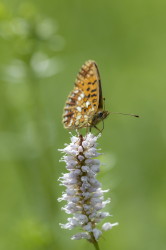 Boloria, Small, Pearl-bordered, butterfly, Silver-bordered, Fritillary, Clossiana, selene, lepidoptera
