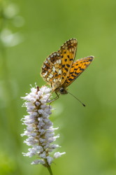 Boloria, Small, Pearl-bordered, butterfly, Silver-bordered, Fritillary, Clossiana, selene, lepidoptera