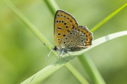 Lycaena, helle, Violet, Copper, butterfly, lepidoptera