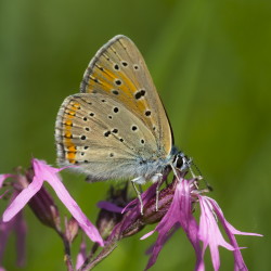 Lycaena, hippothoe, Purple-edged, Copper, butterfly, lepidoptera