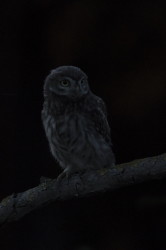 Athene, noctua, Little, Owl