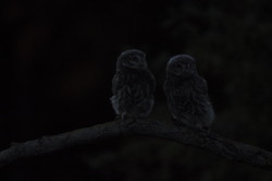 Athene, noctua, Little, Owl