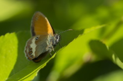 Coenonympha, arcania, Pearly, Heath, butterfly, lepidoptera