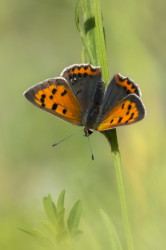 Lycaena, phlaeas, Small, Copper, butterfly, lepidoptera