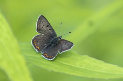 Lycaena, Sooty, Copper, butterfly, Heodes, tityrus, lepidoptera