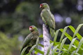 Amazona autumnalis