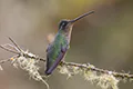 Eugenes spectabilis