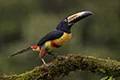 Pteroglossus torquatus