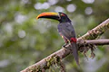 Pteroglossus frantzii