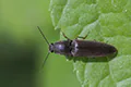 Athous haemorrhoidalis