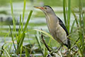 Ixobrychus minutus