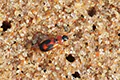 Badister bullatus