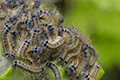 Malacosoma neustria