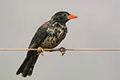 Bubalornis niger