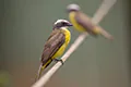Myiozetetes similis