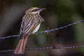 Myiodynastes maculatus
