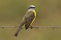Myiozetetes granadensis