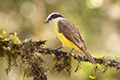 Pitangus sulphuratus