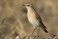 Oenanthe isabellina