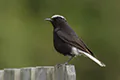 Oenanthe leucopyga