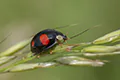 Harmonia axyridis