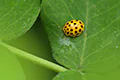 Thea vigintiduopunctata