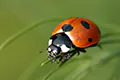 Coccinella septempunctata