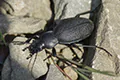 Carabus coriaceus