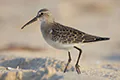 Calidris ferruginea