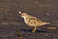 Calidris temminckii