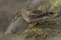Calidris maritima